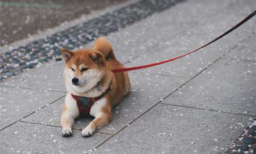 海外で人気の日本犬 2 - 海外で人気の日本犬