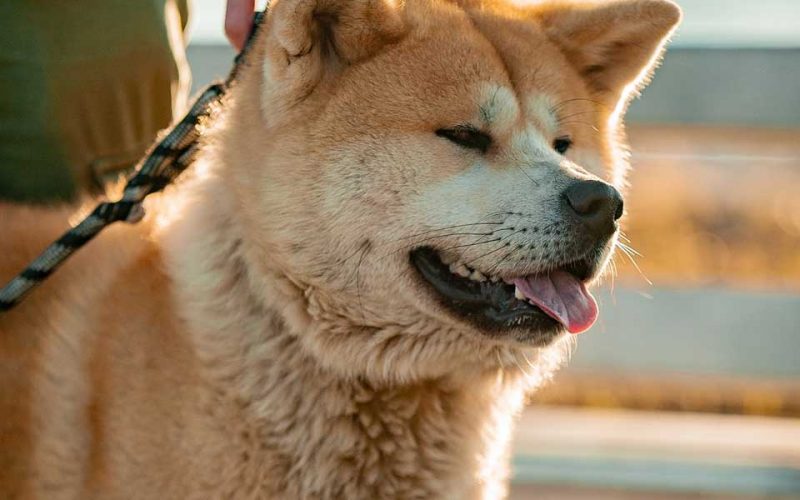 海外で人気の日本犬 800x500 - 海外で人気の日本犬