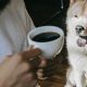 ペット同伴カフェの規定